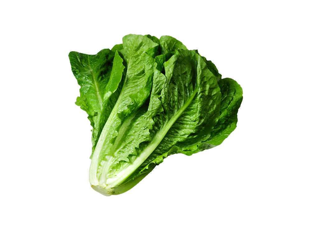 Lettuce