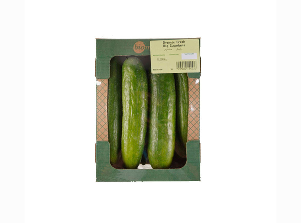 Biomass Organic Fresh Big Cucumbers