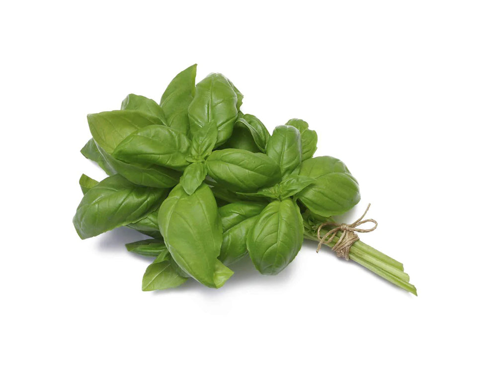 Basil