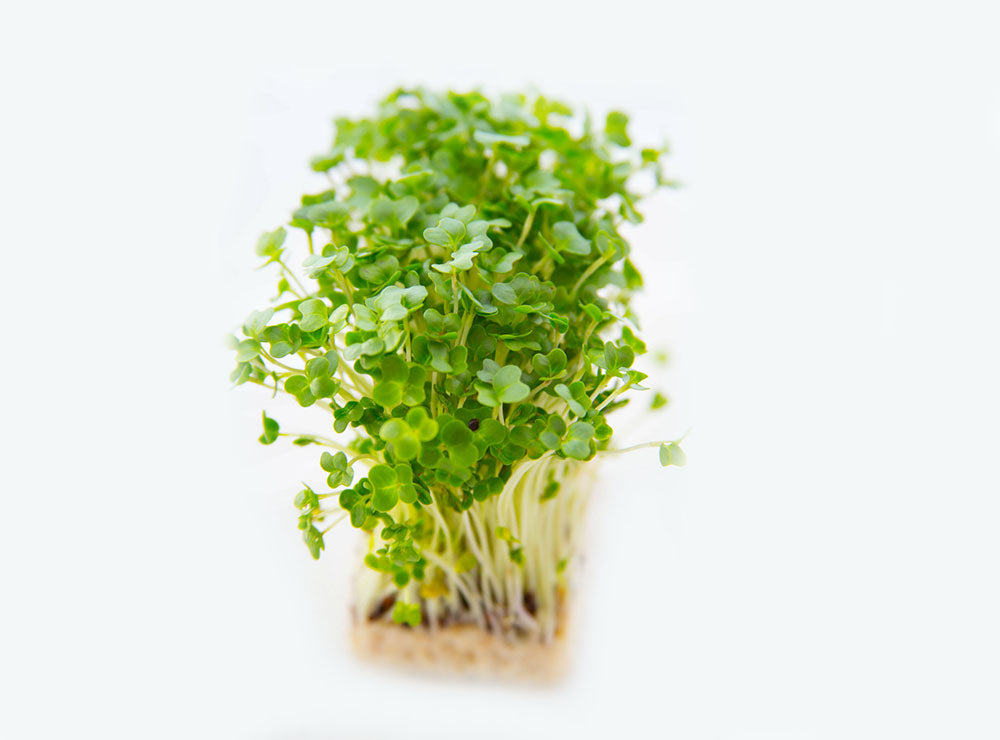 Biomass Organic Fresh Garden Cress Leaves