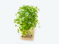 Biomass Organic Fresh Garden Cress Leaves